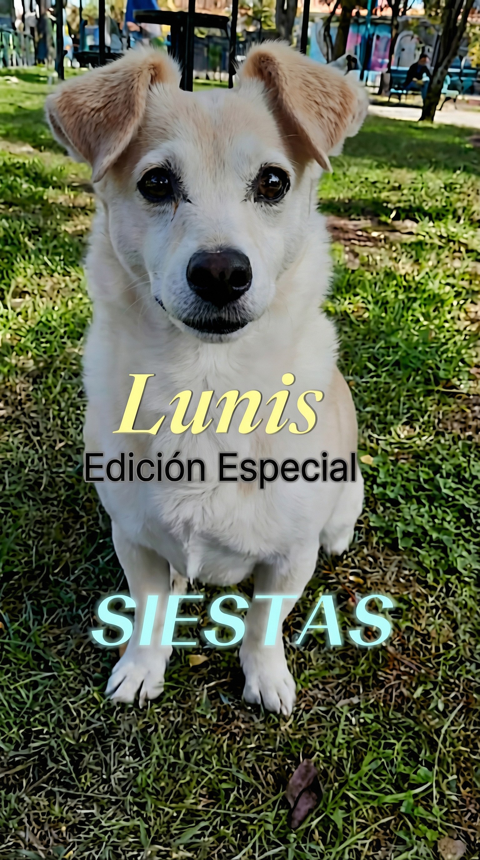 Video Lunis
